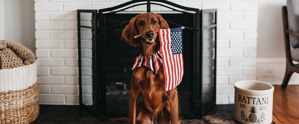 Dog in front of fireplace holding American flag